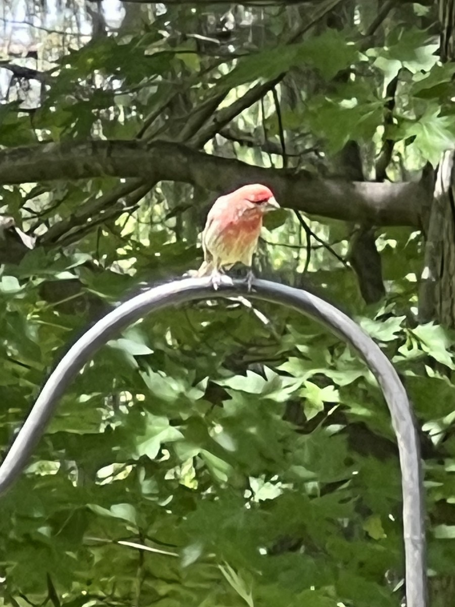 House Finch - ML657786836