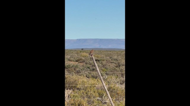 Karoo Lark - ML657786931