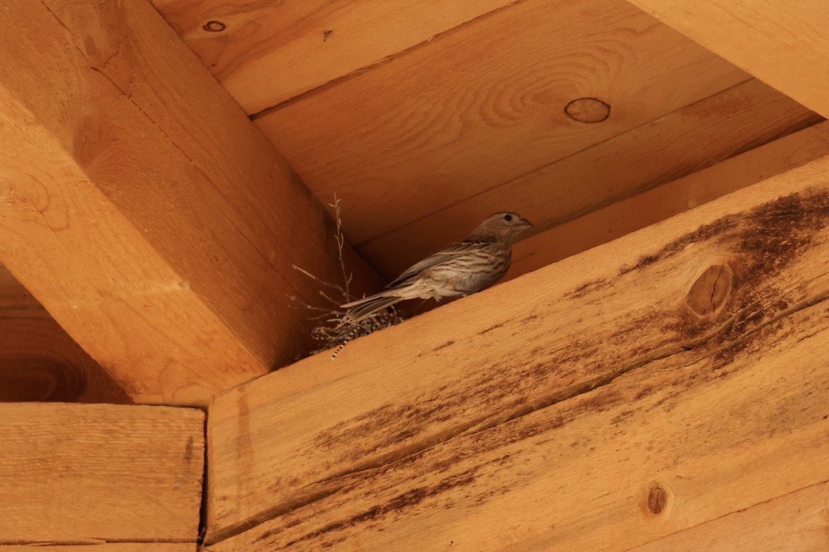 House Finch - ML657787200