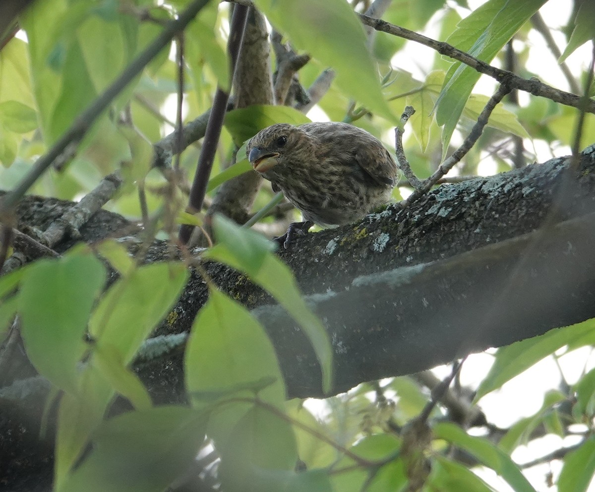 House Finch - ML657787225