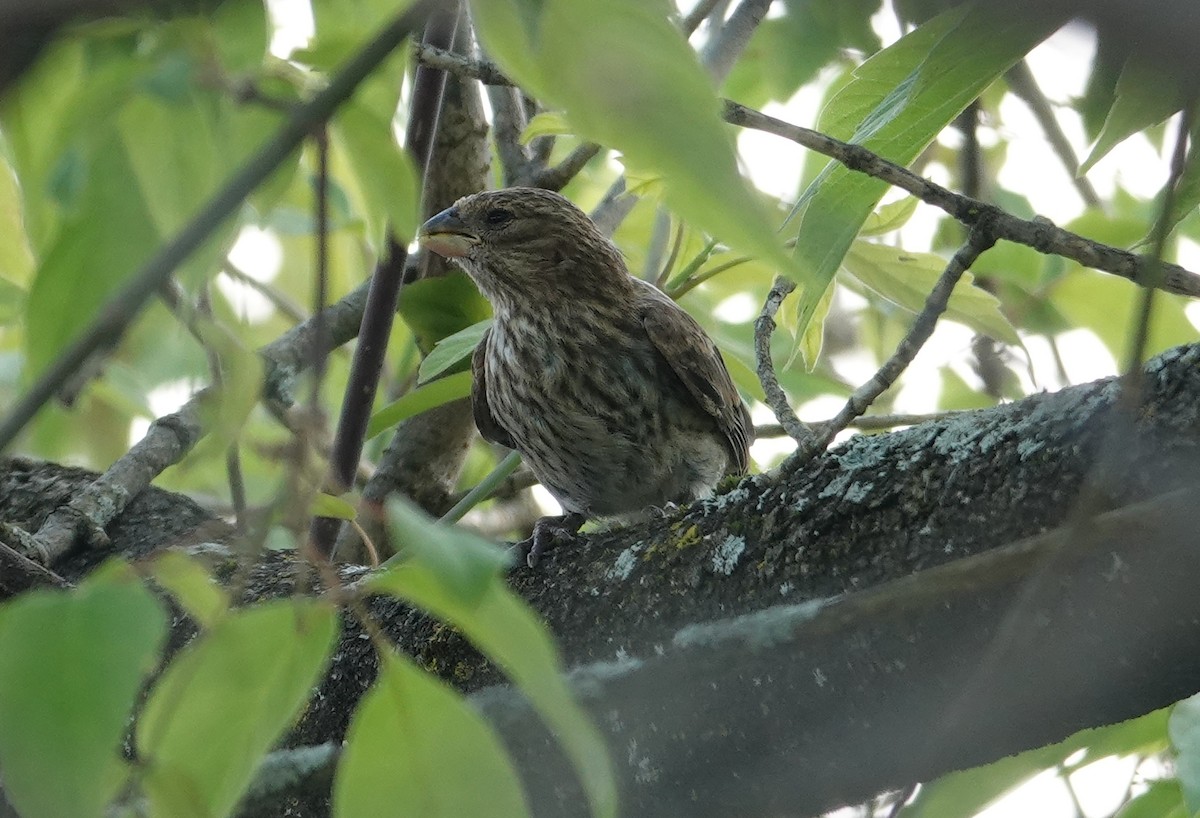 House Finch - ML657787228
