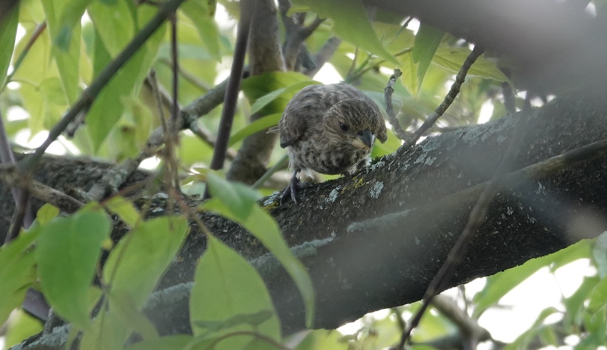 House Finch - ML657787236