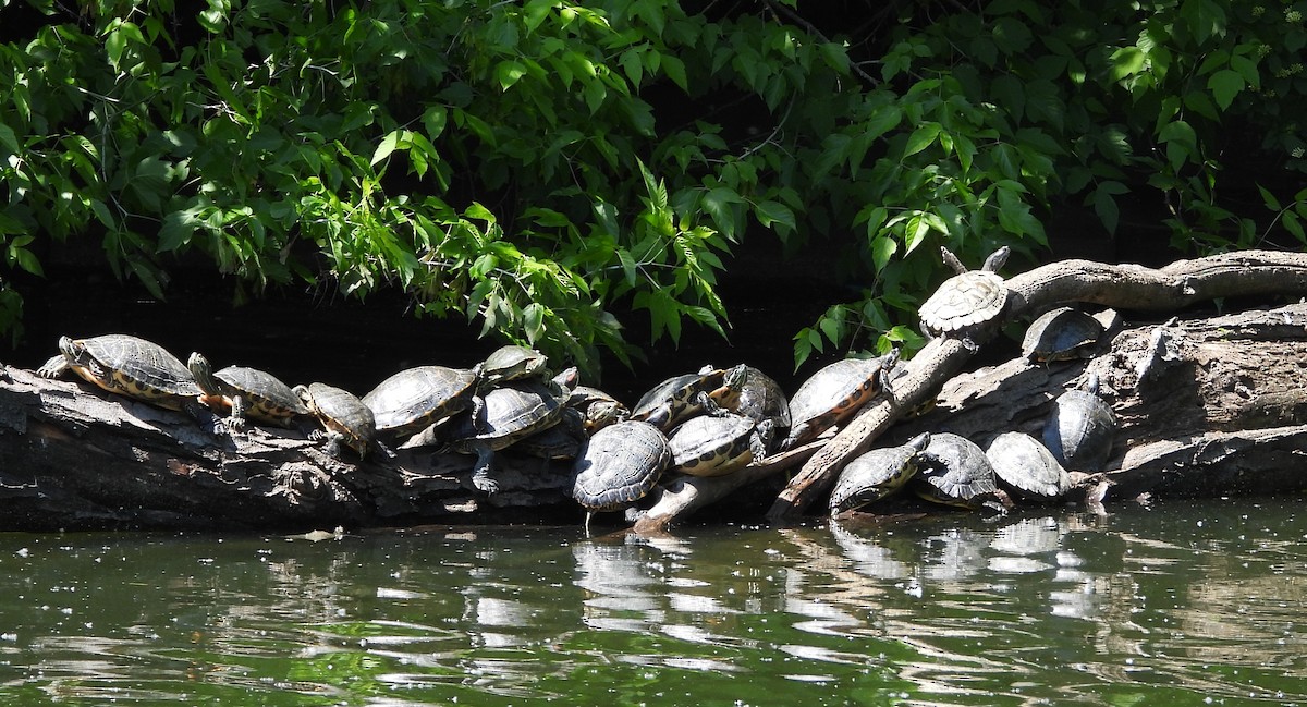 Reptiles - ML657787609