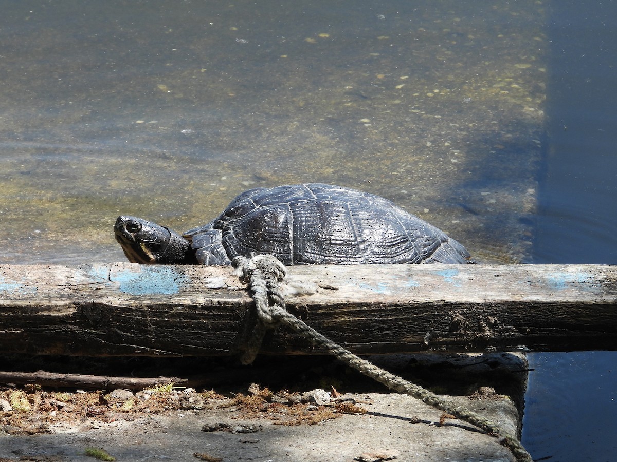 Reptiles - ML657787610