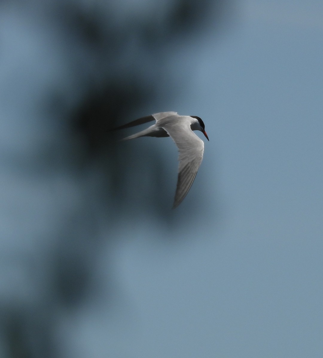 Common Tern - ML657787637