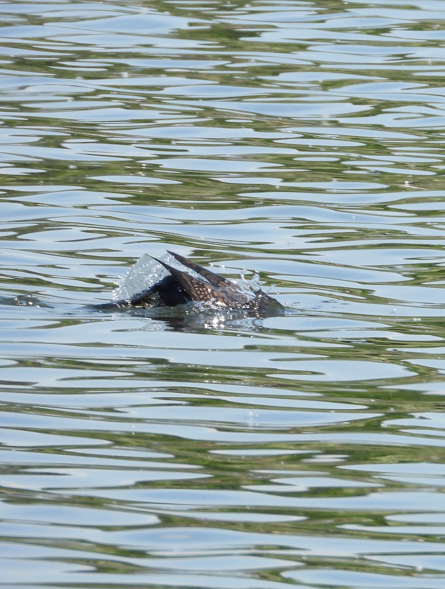 Great Cormorant - ML657787645