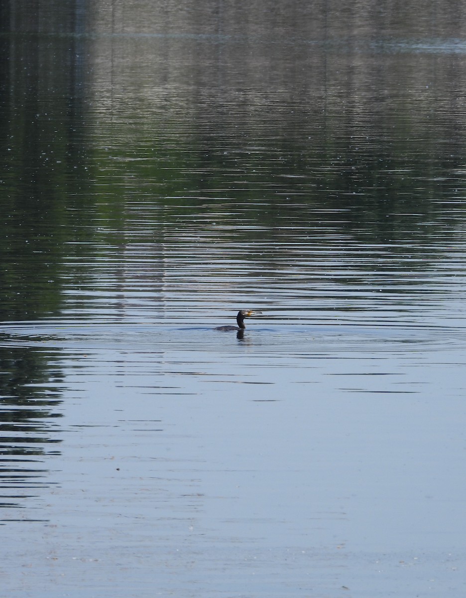 Great Cormorant - ML657787646