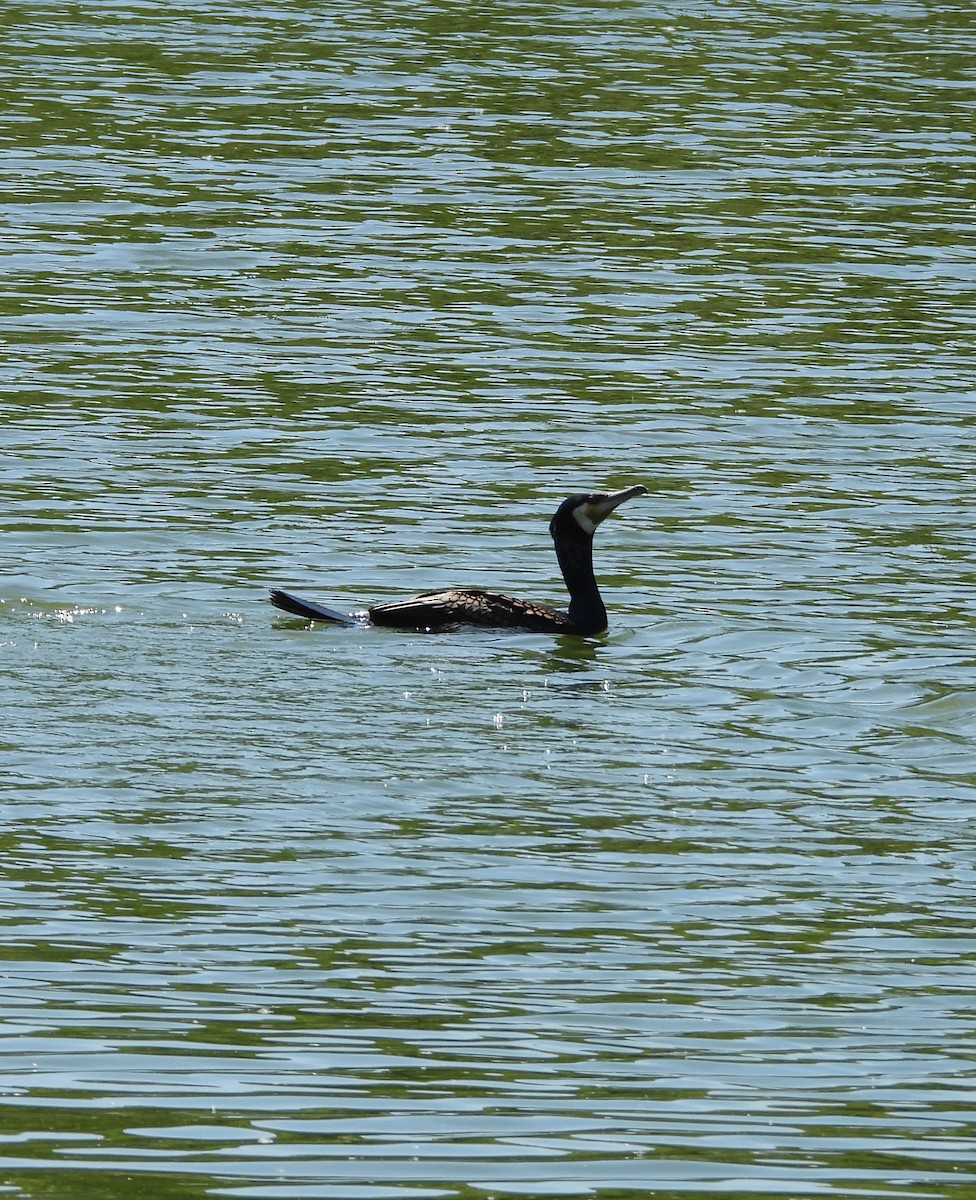 Great Cormorant - ML657787647