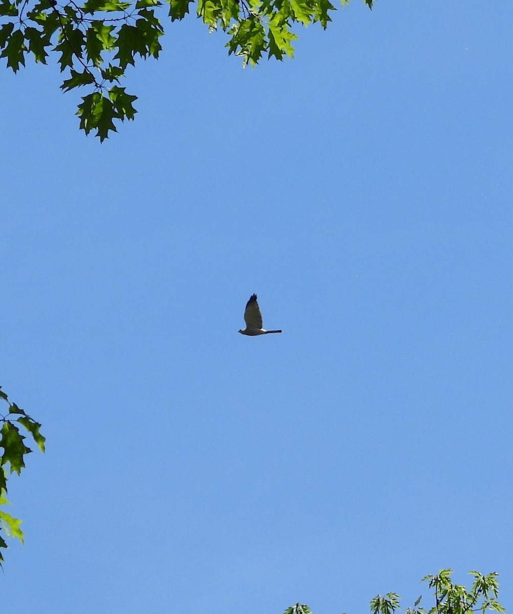 Levant Sparrowhawk - ML657787669