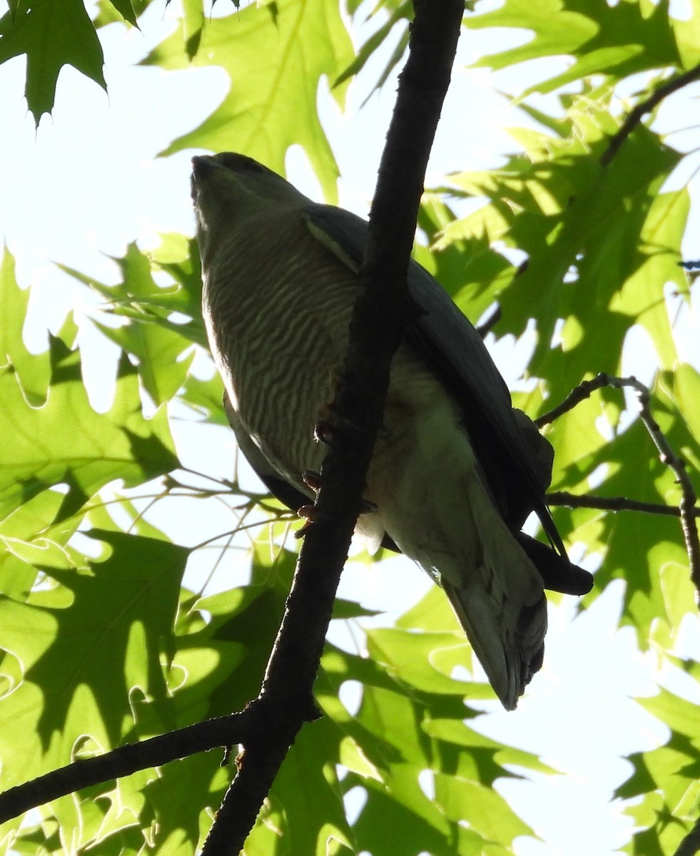 Levant Sparrowhawk - ML657787670