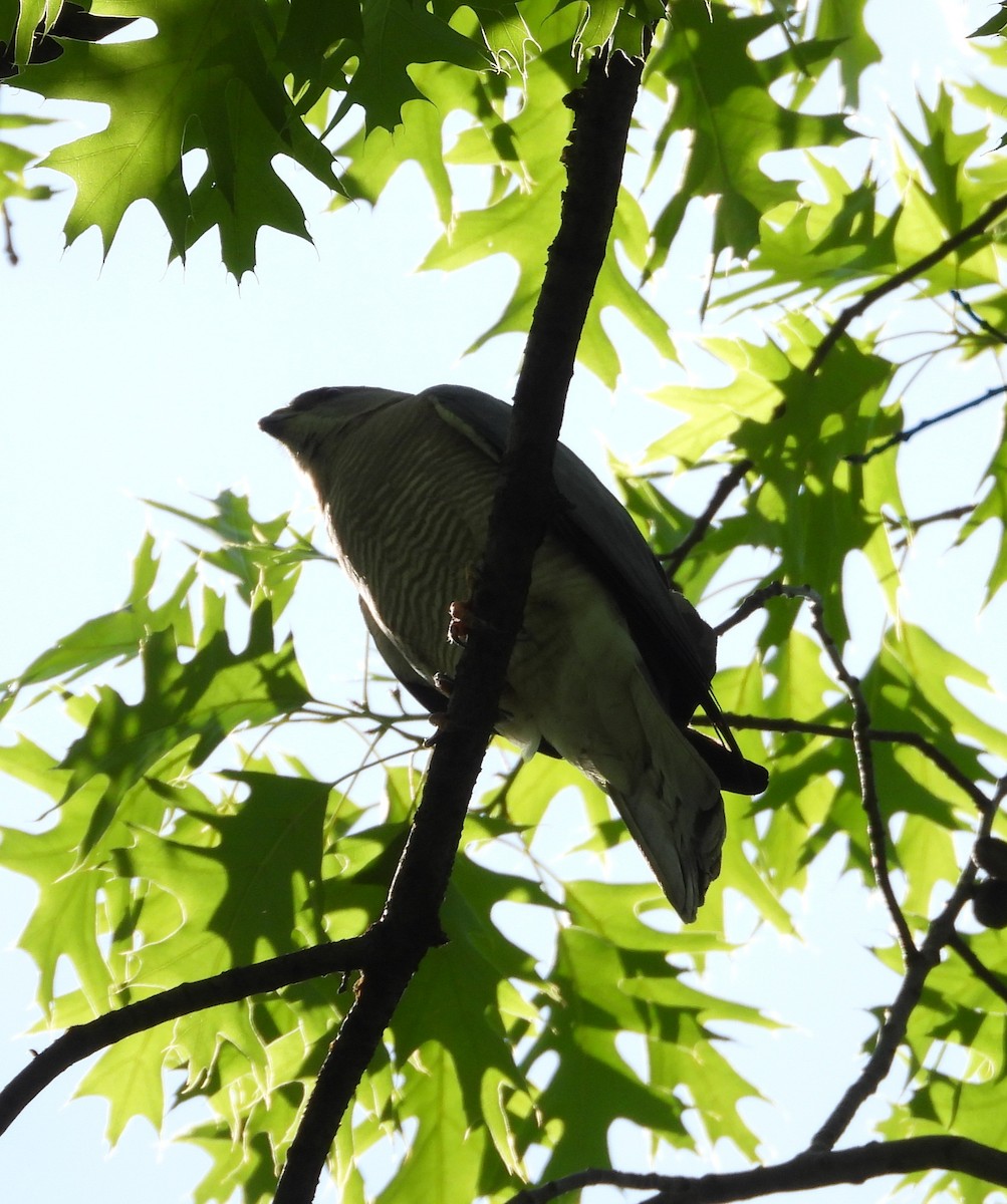 Levant Sparrowhawk - ML657787672