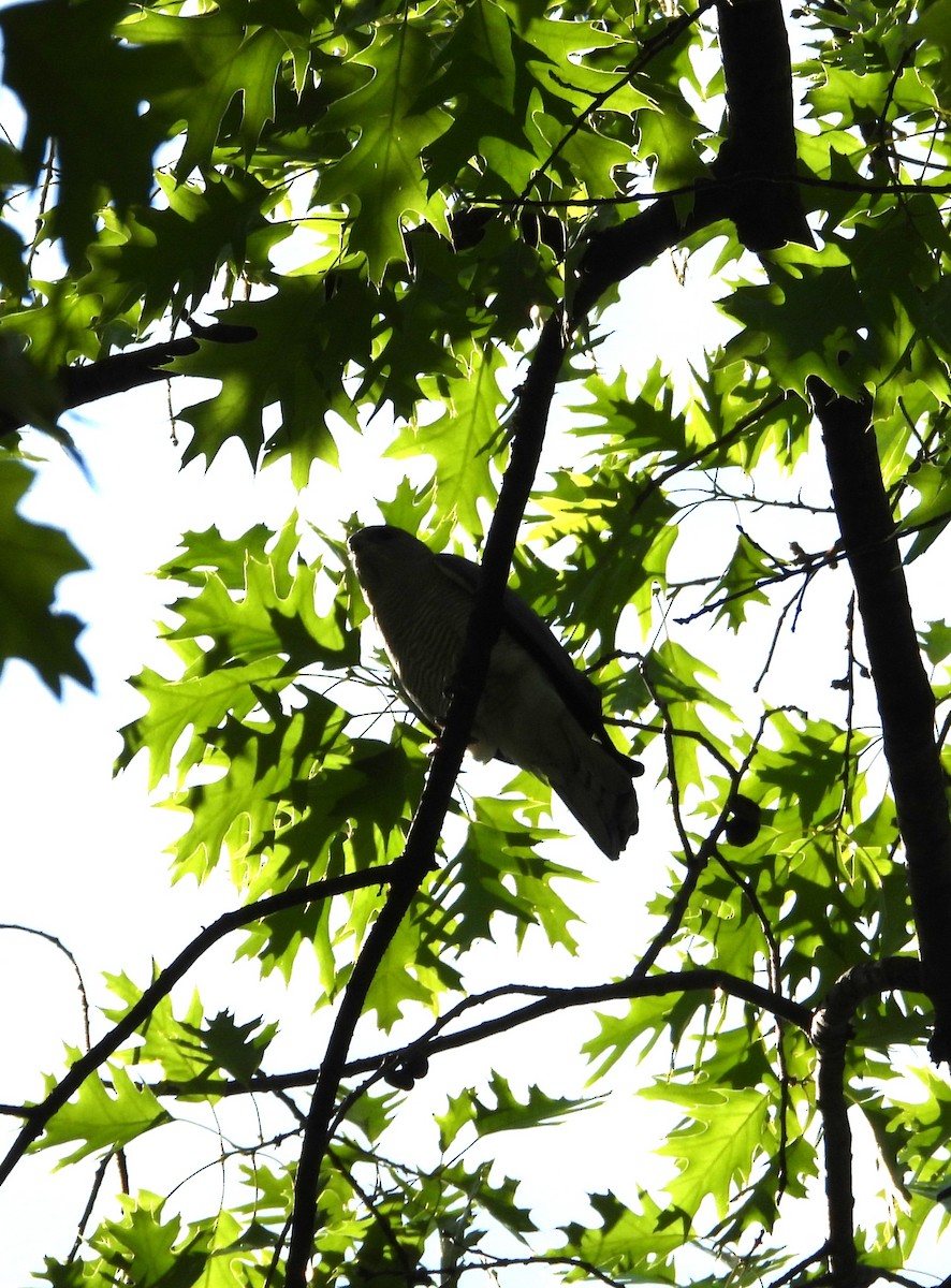 Levant Sparrowhawk - ML657787673