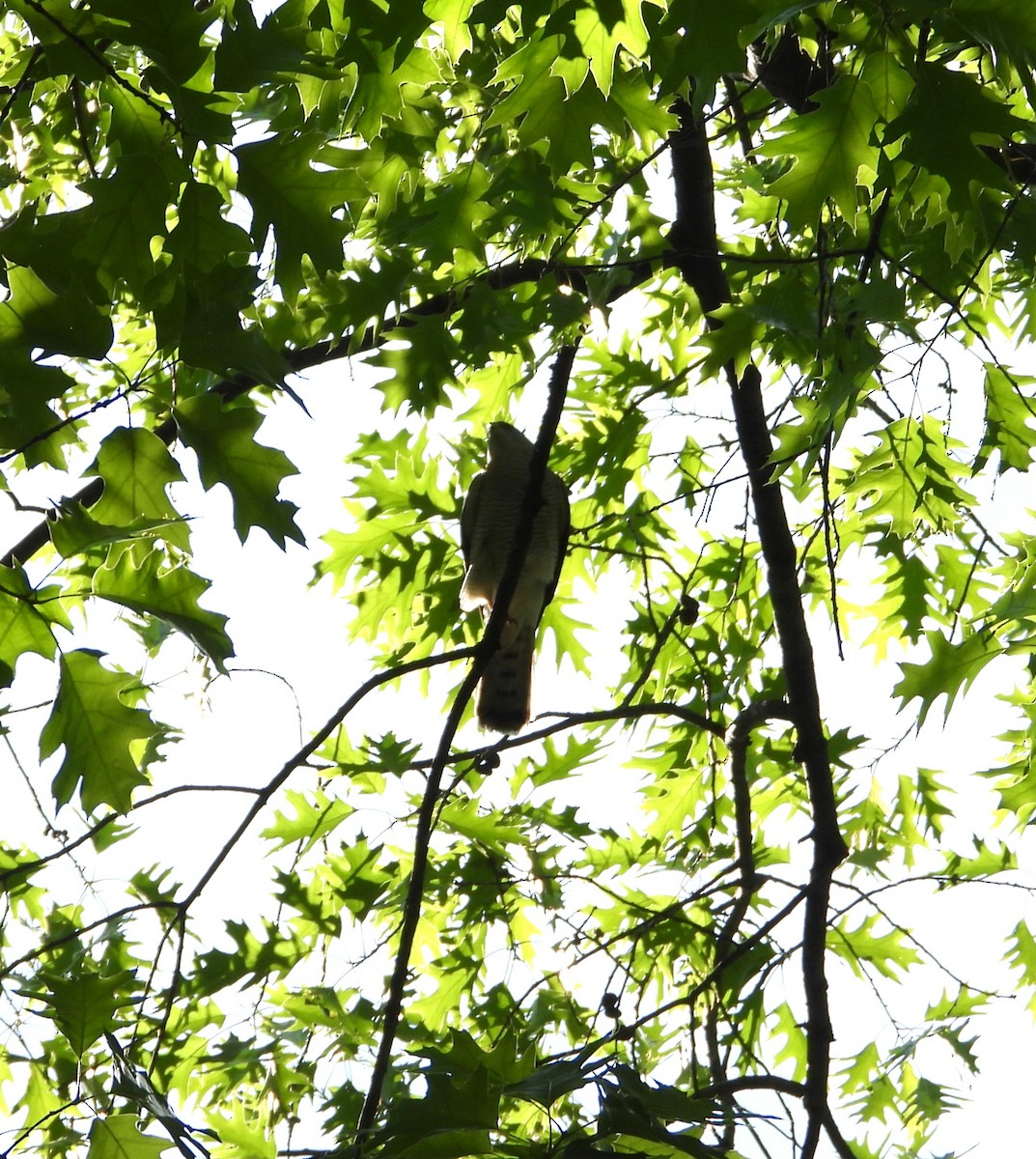 Levant Sparrowhawk - ML657787674