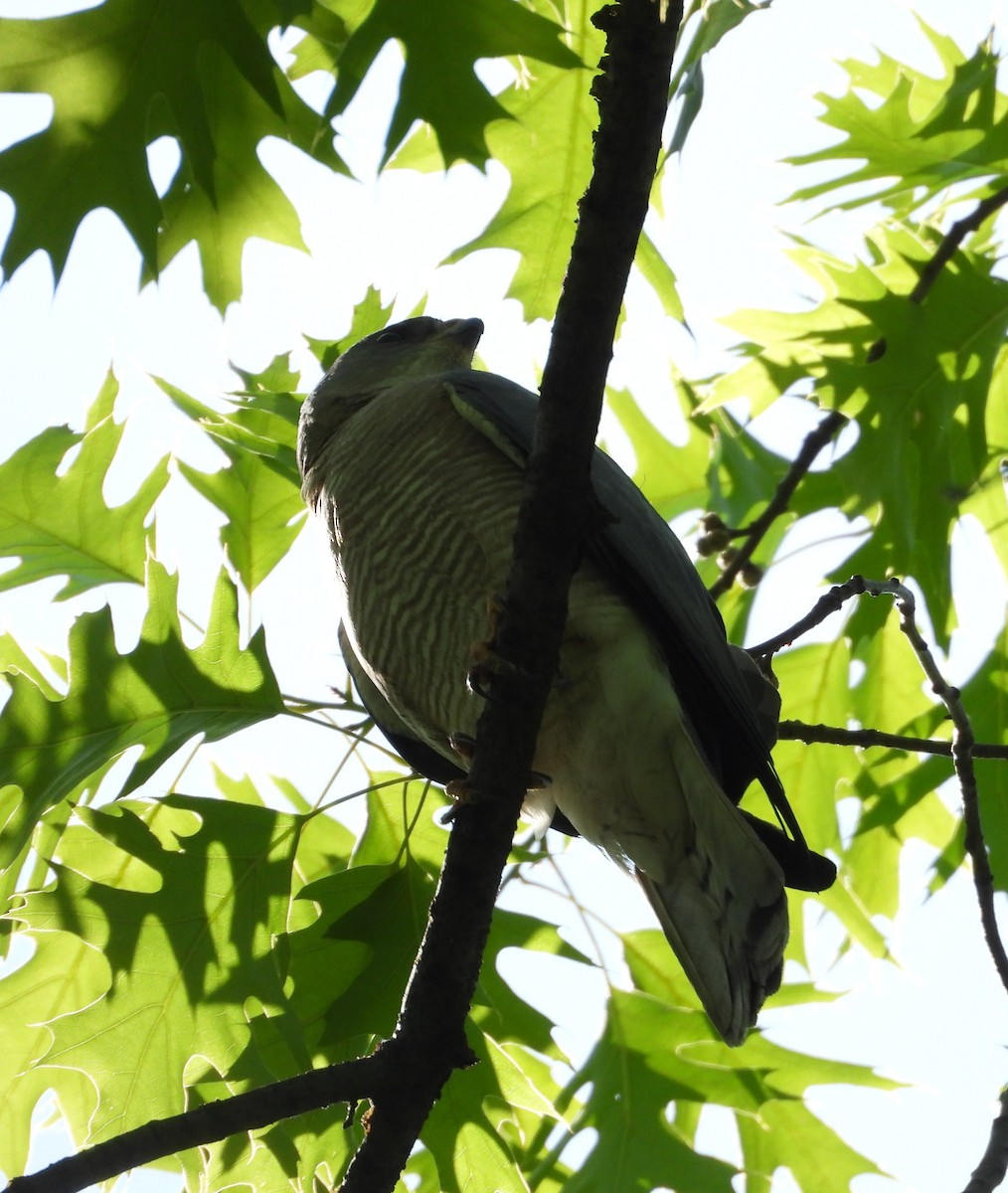 Levant Sparrowhawk - ML657787675