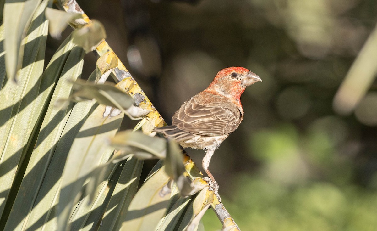 House Finch - ML657787688
