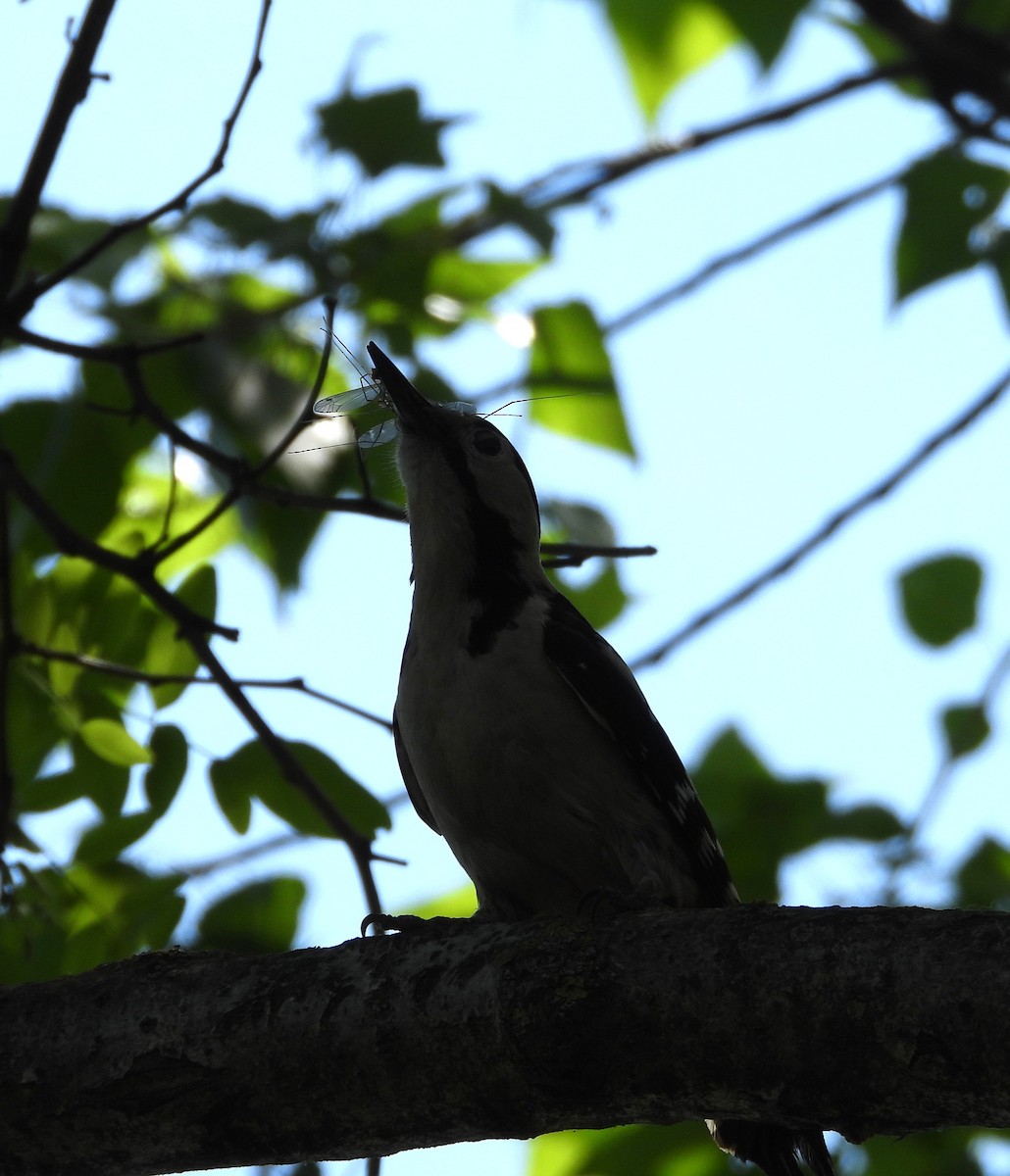 Syrian Woodpecker - ML657787689