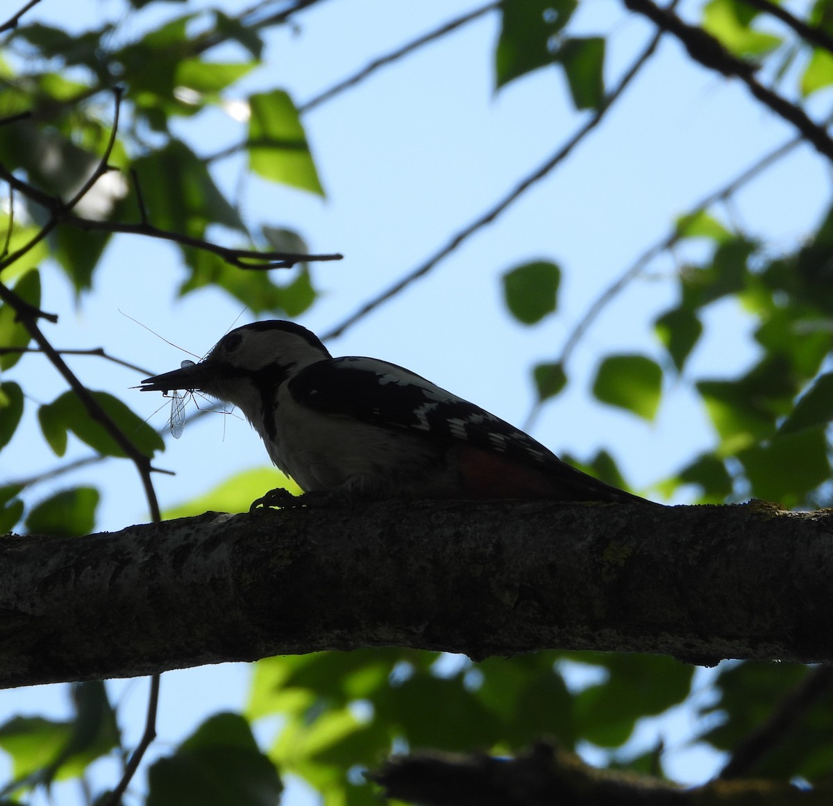 Syrian Woodpecker - ML657787690