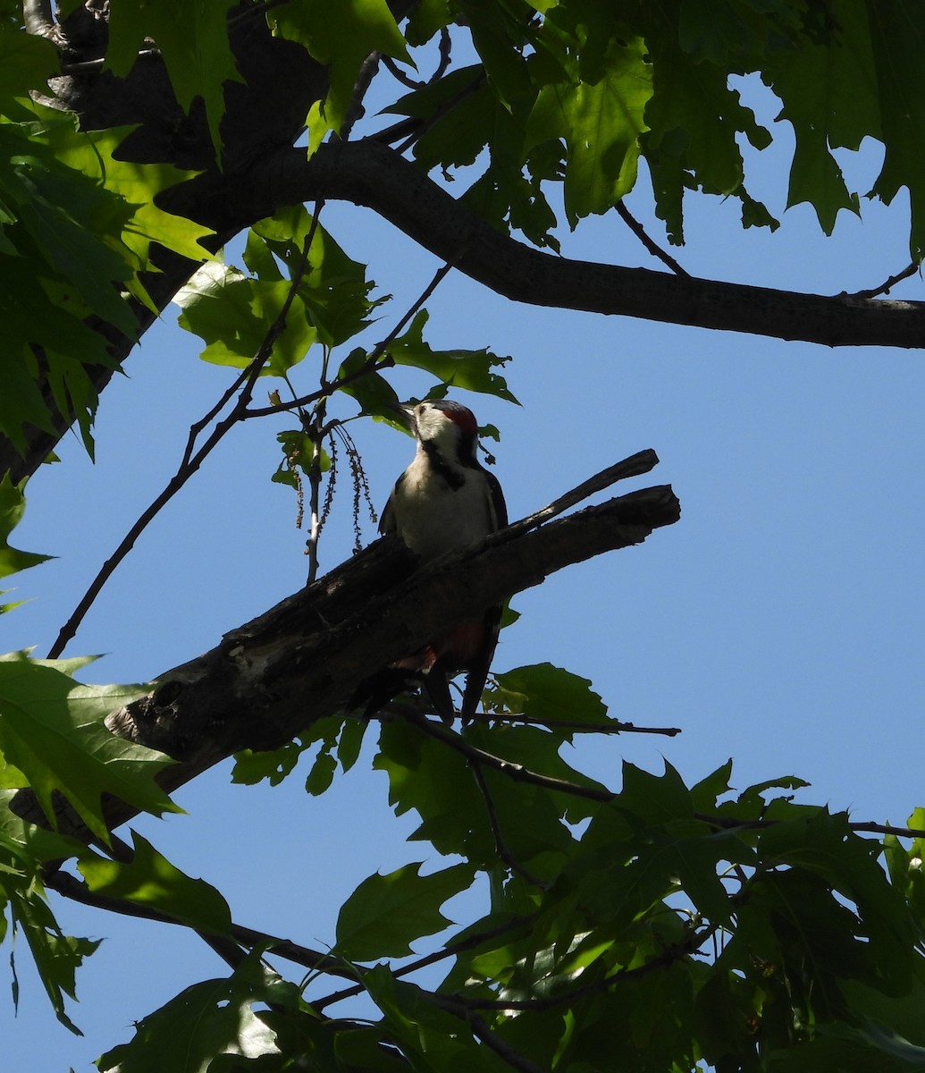 Syrian Woodpecker - ML657787691