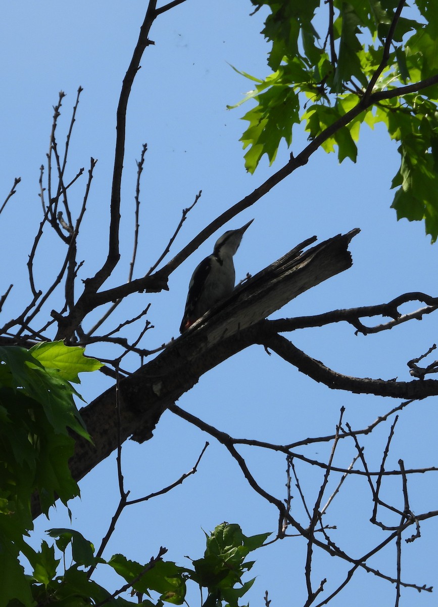 Syrian Woodpecker - ML657787692