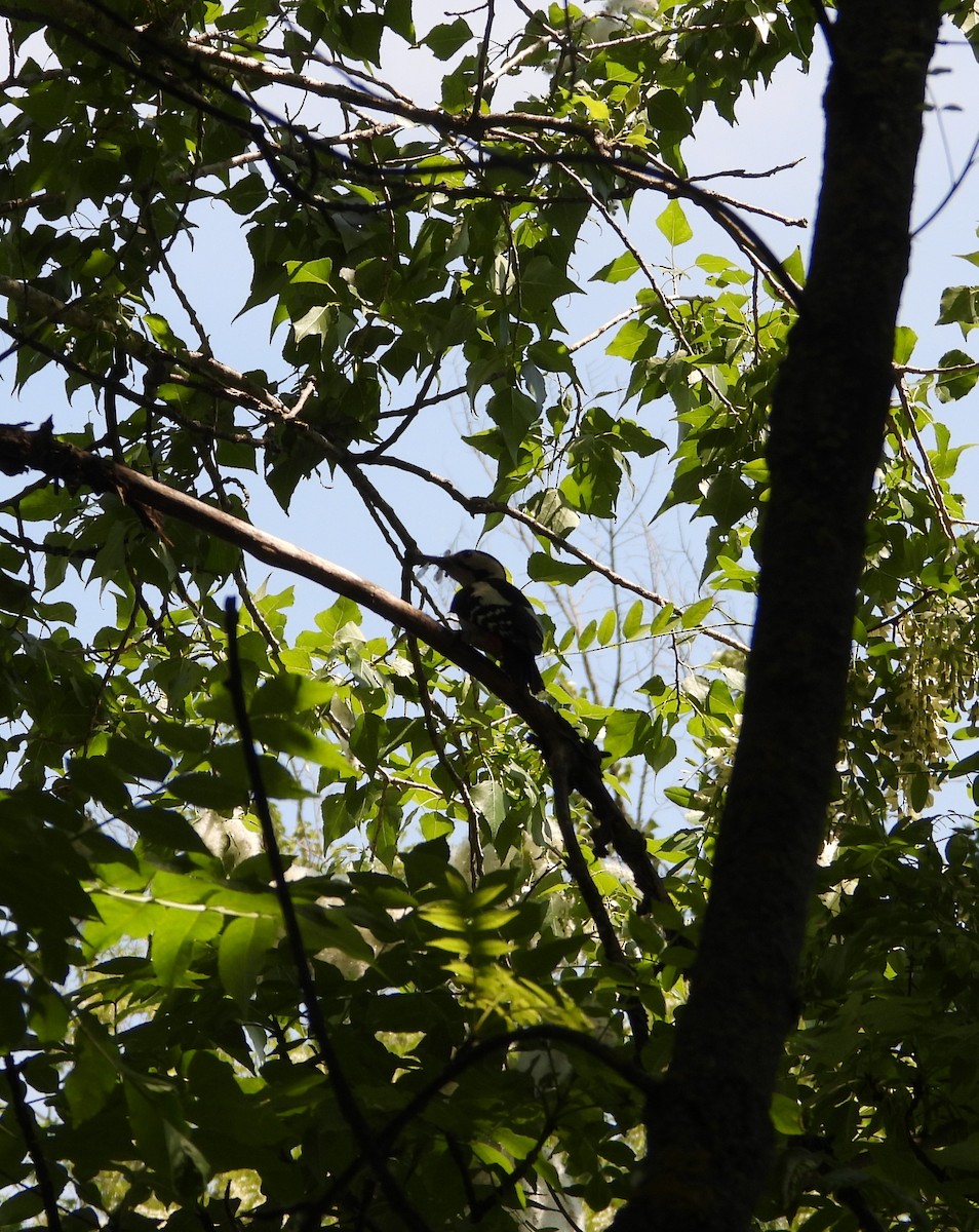 Syrian Woodpecker - ML657787693
