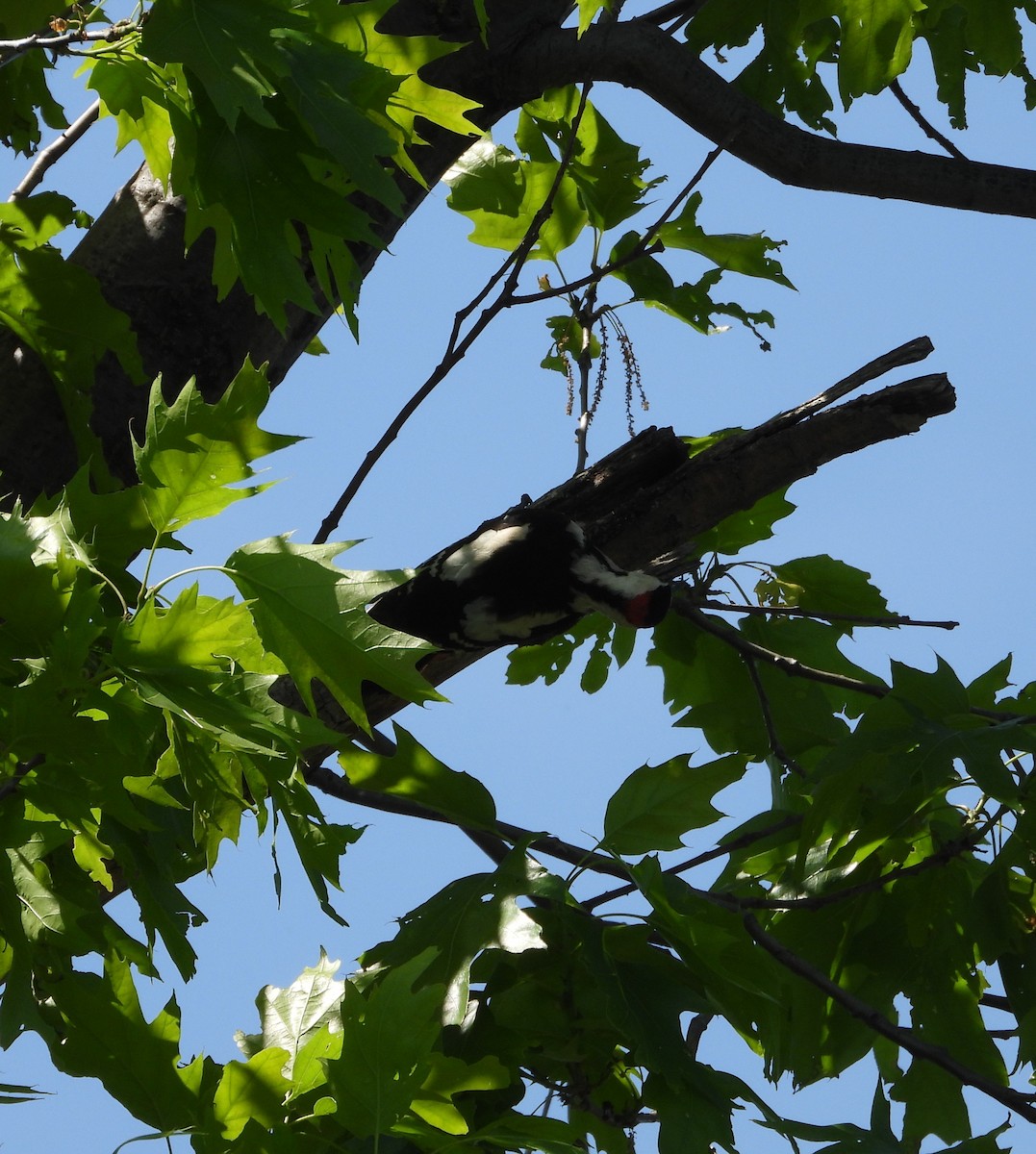 Syrian Woodpecker - ML657787694