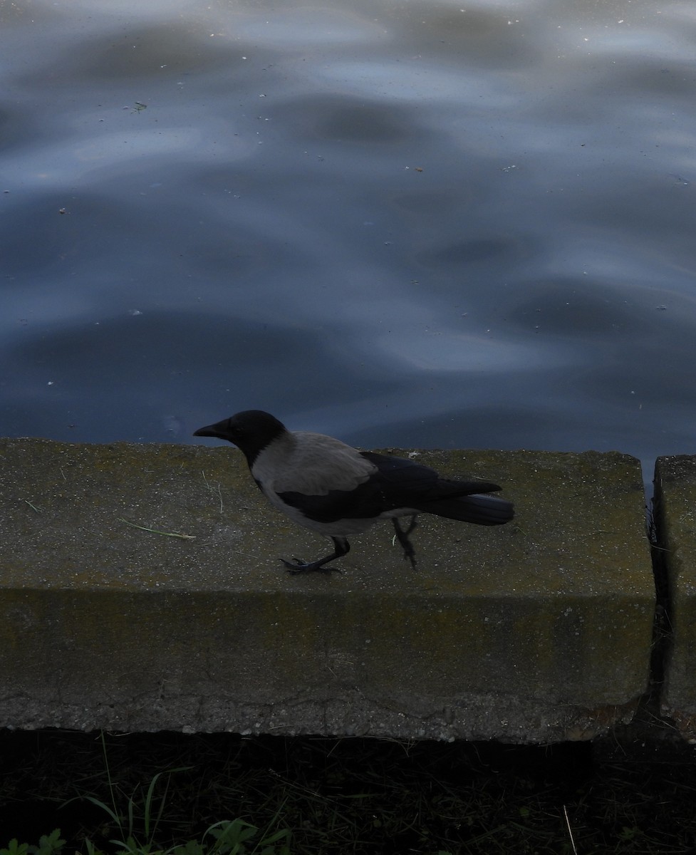 Hooded Crow - ML657787705