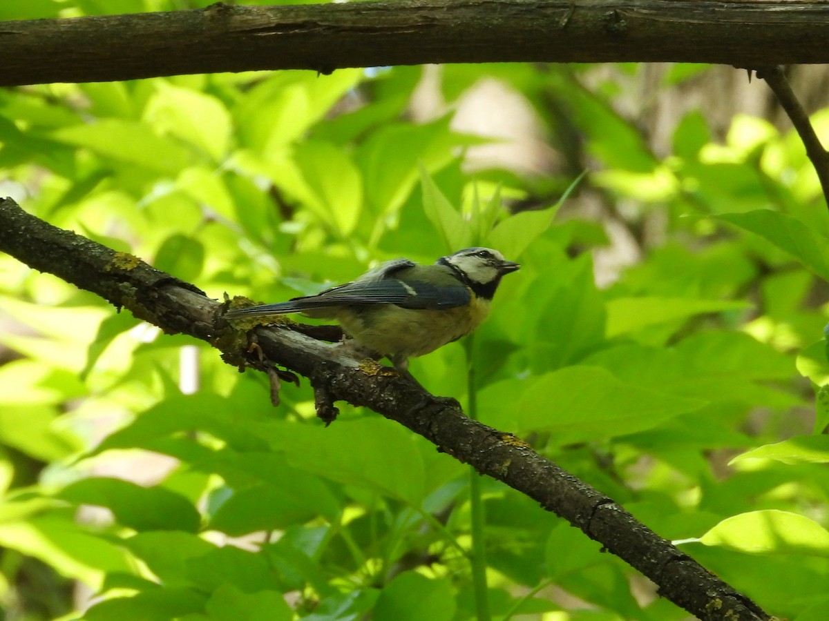 Eurasian Blue Tit - ML657787711