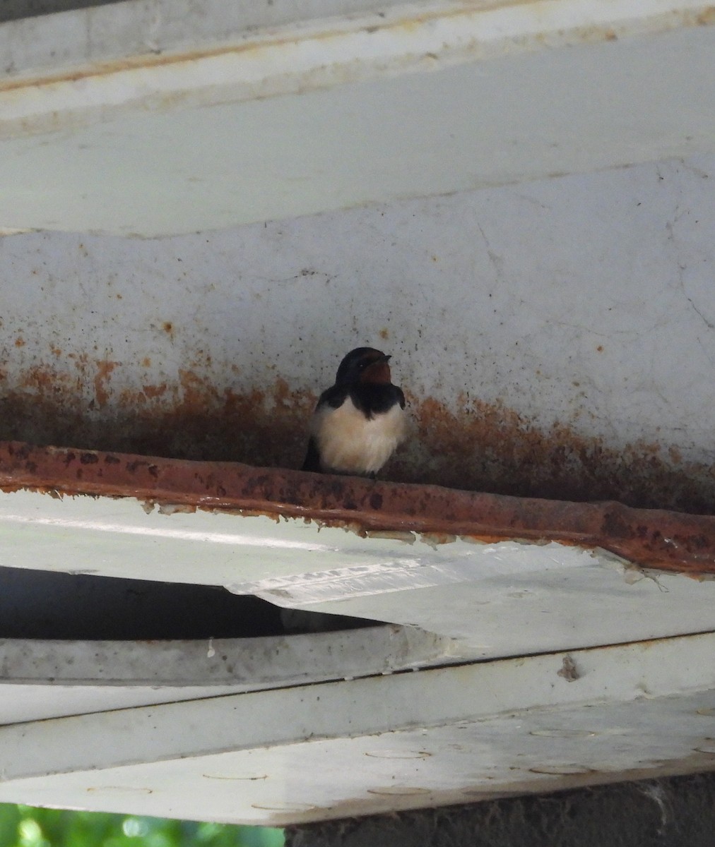 Barn Swallow - ML657787712