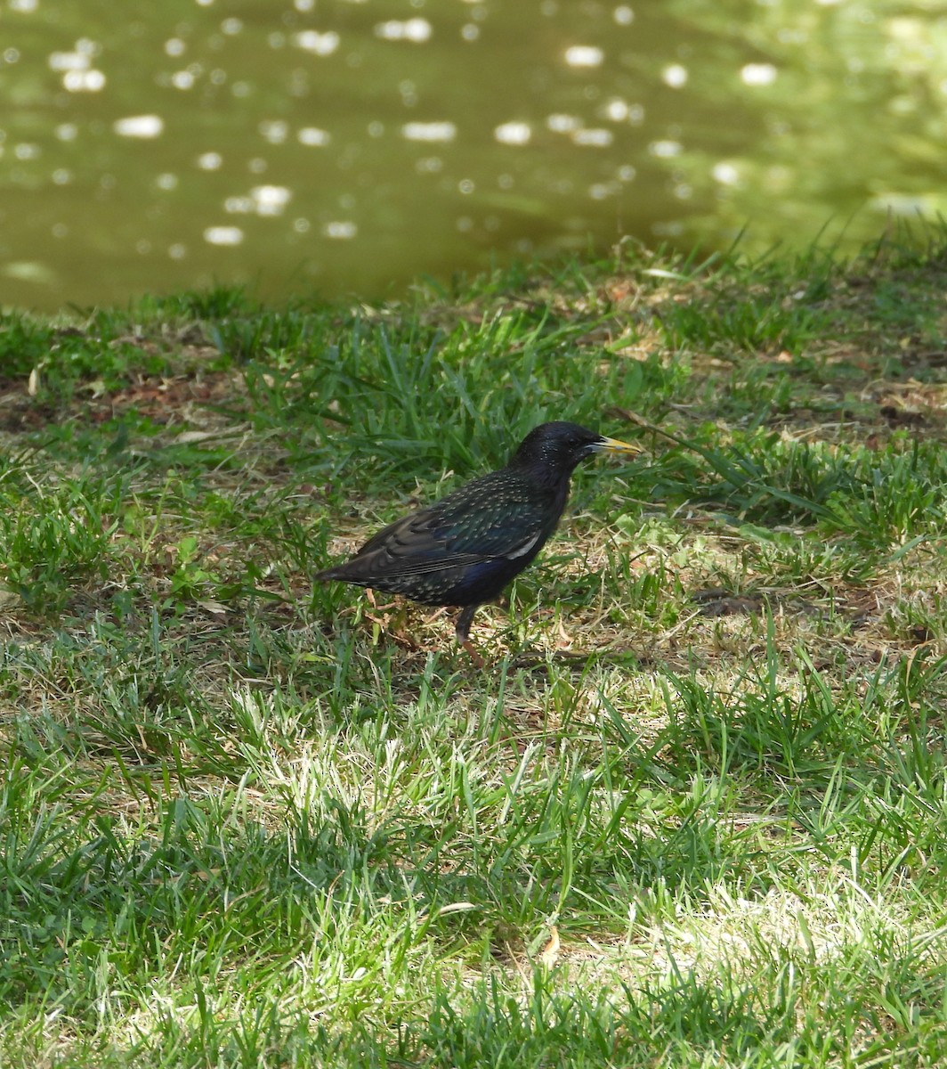 European Starling - ML657787729