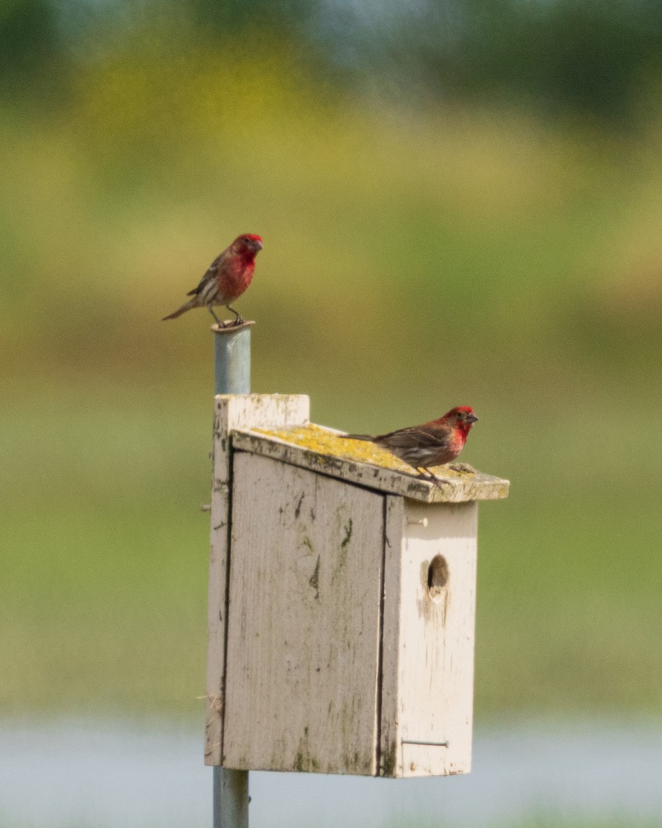 House Finch - ML657787753