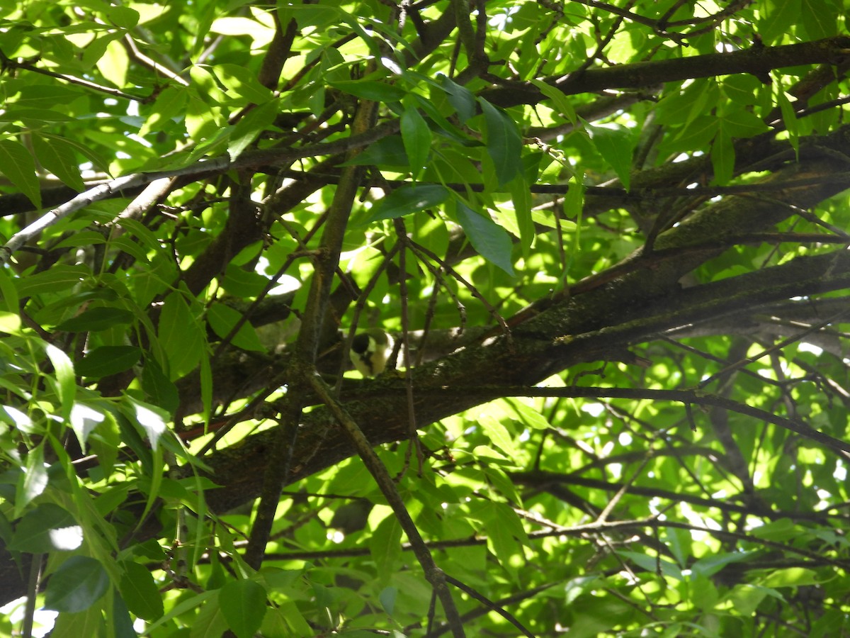 Great Tit - ML657787819