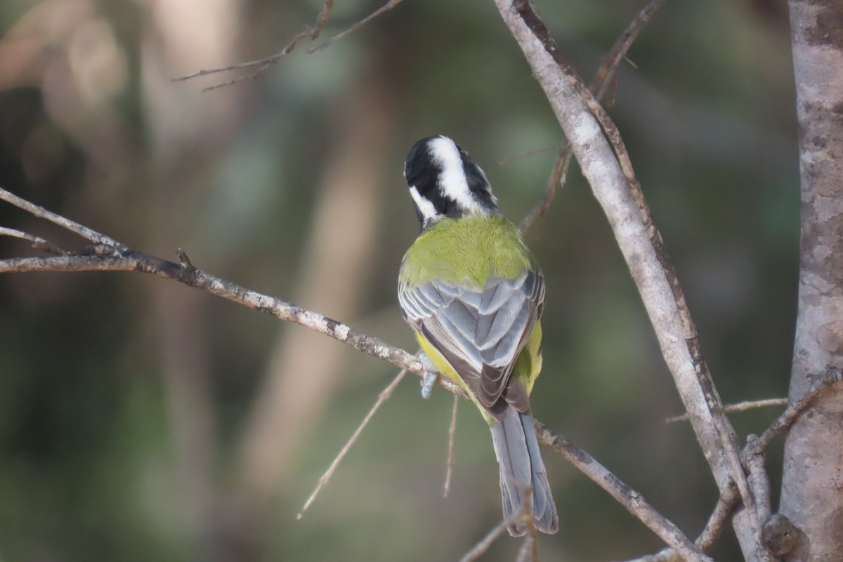 Eastern Shrike-tit - ML657788140