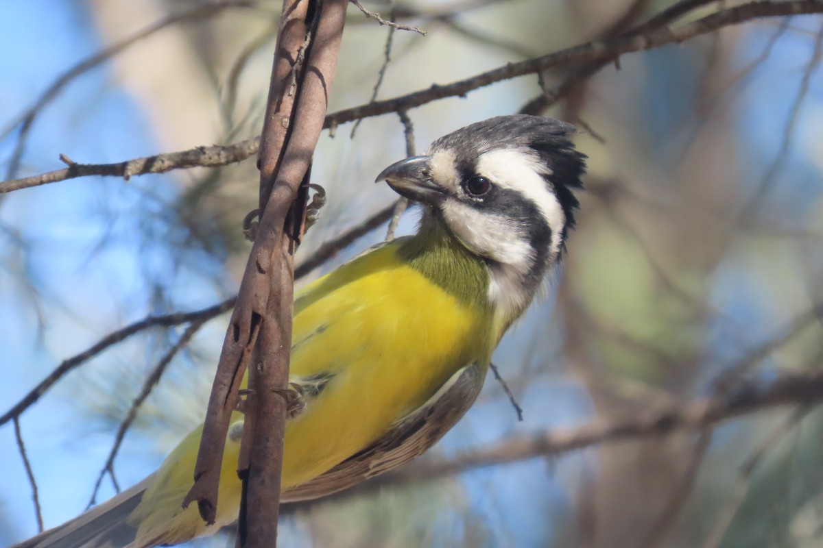 Eastern Shrike-tit - ML657788184