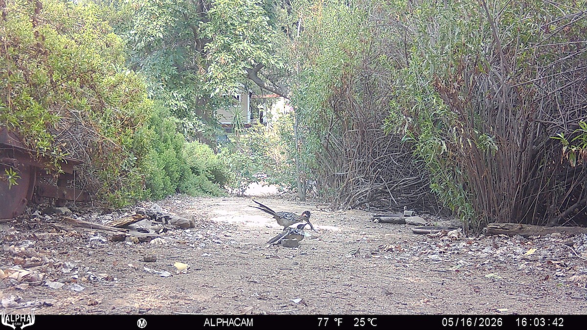 Greater Roadrunner - ML657788199