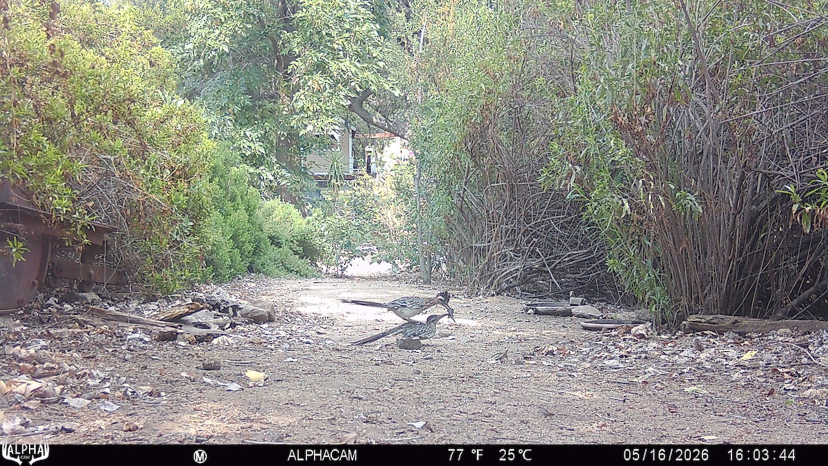 Greater Roadrunner - ML657788200