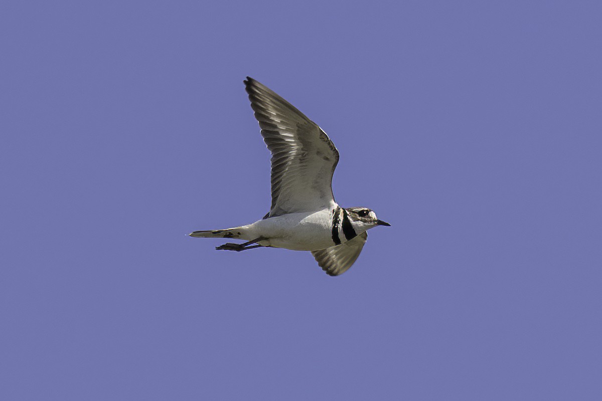 Killdeer - ML657788201