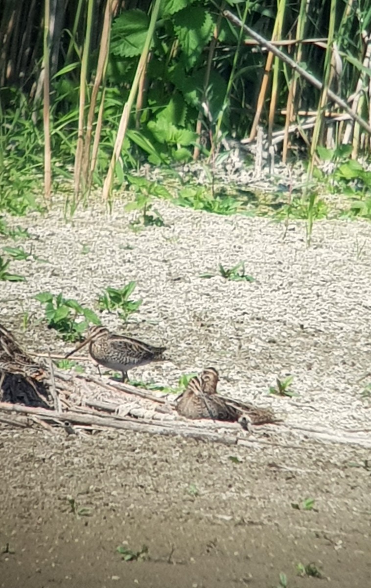 Common Snipe - ML657788209