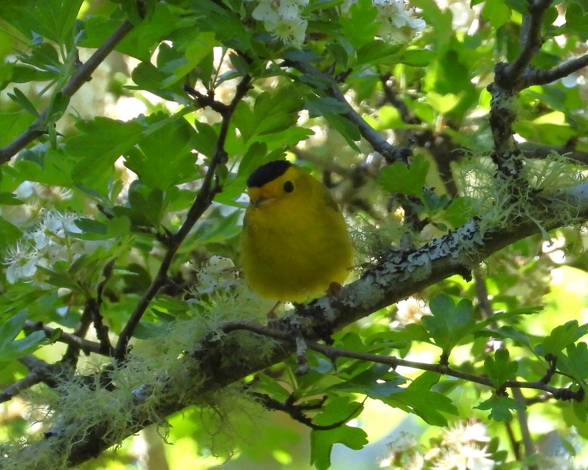 Wilson's Warbler - ML657788210