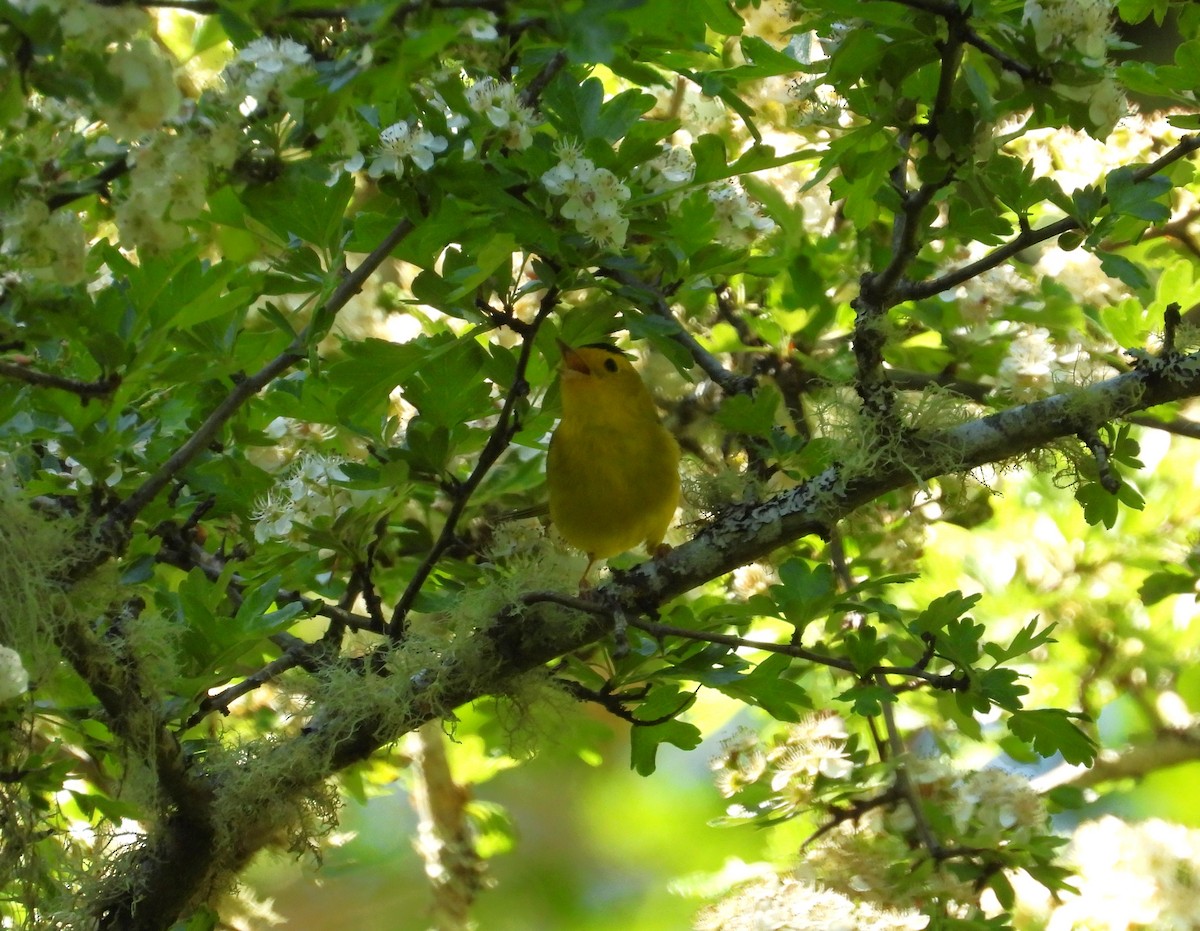 Wilson's Warbler - ML657788211