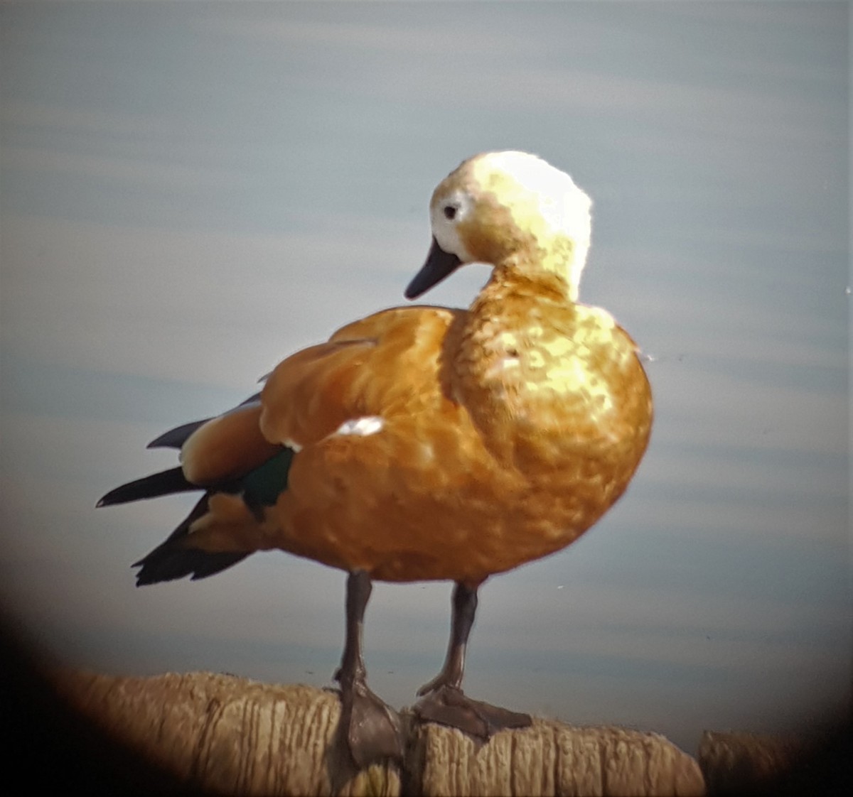 Ruddy Shelduck - ML657788212