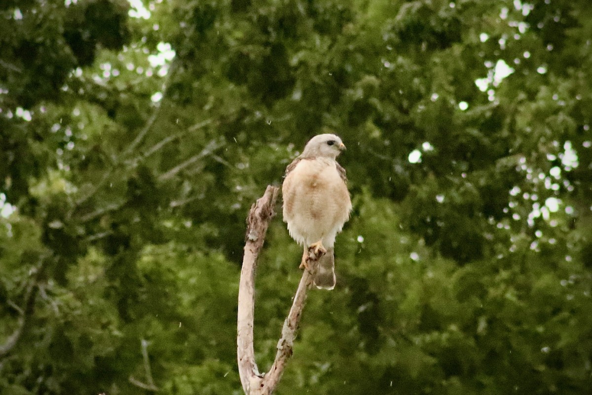 Red-shouldered Hawk - ML657788213