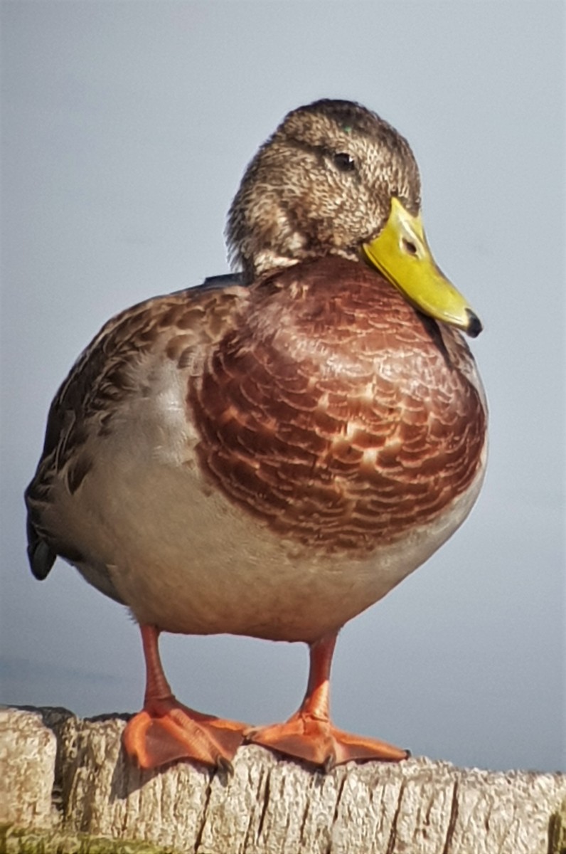 Mallard - ML657788214