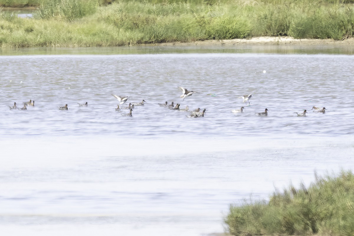 Red-necked Phalarope - ML657788215