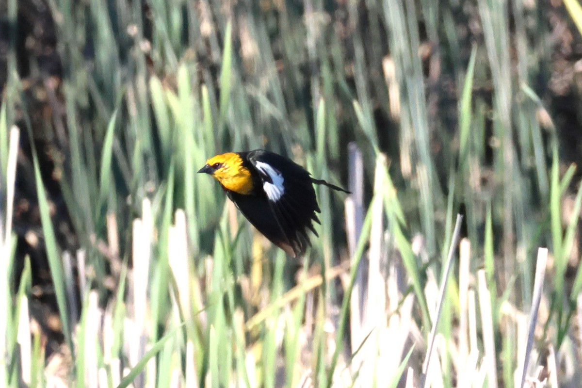 Yellow-headed Blackbird - ML657788217