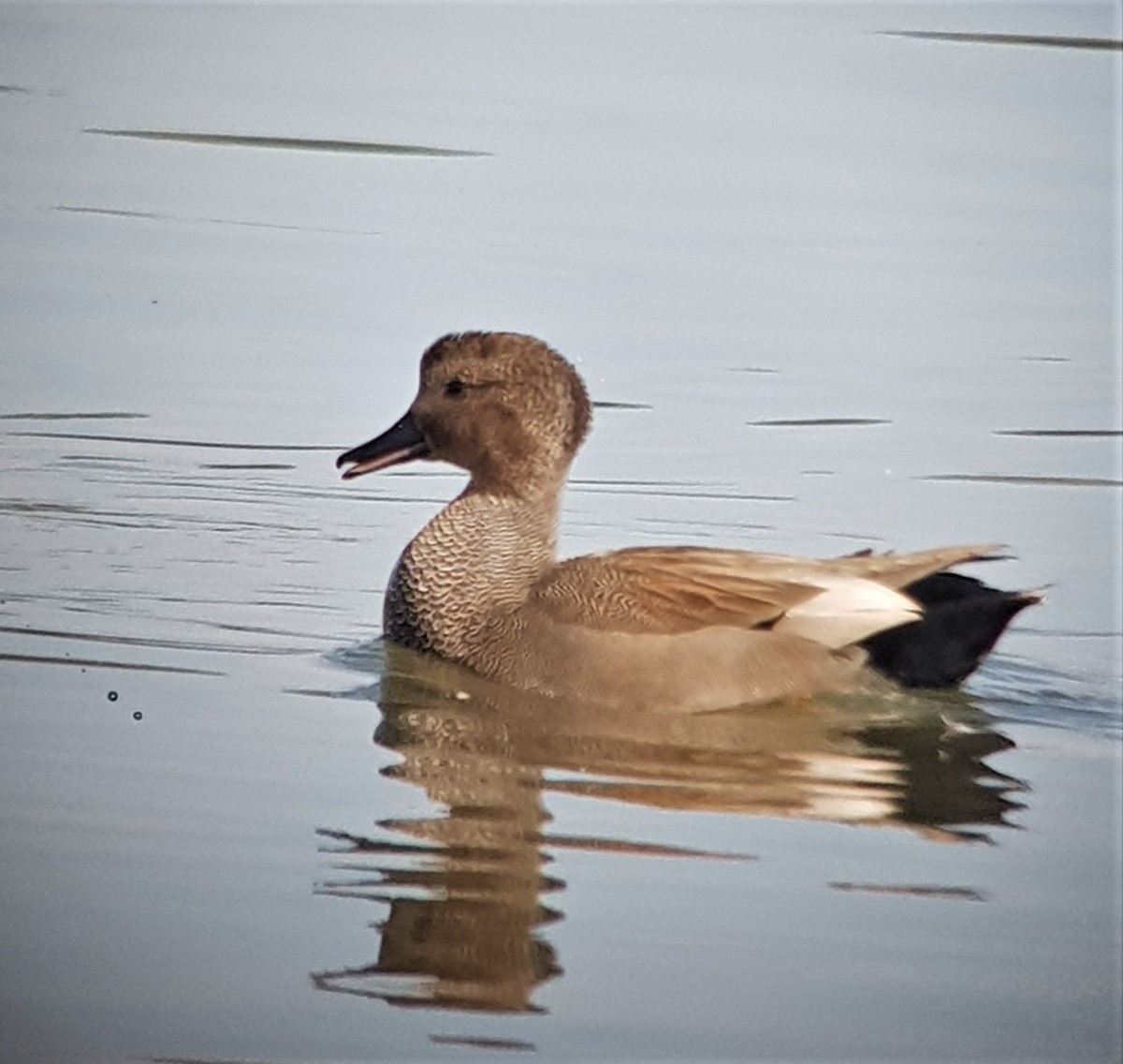 Gadwall - ML657788218
