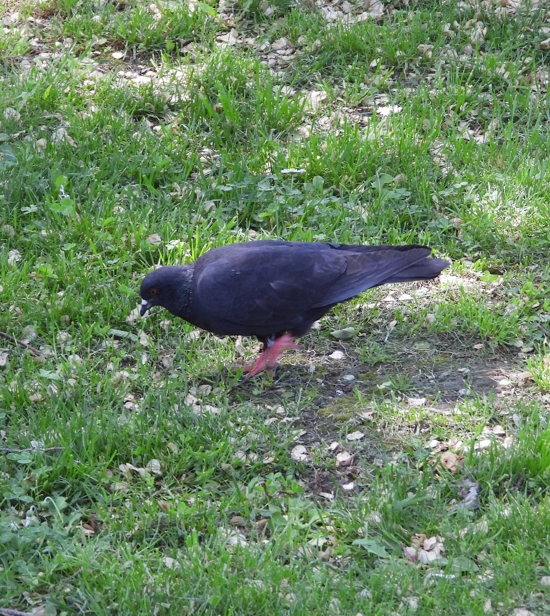 Rock Pigeon (Feral Pigeon) - ML657788219