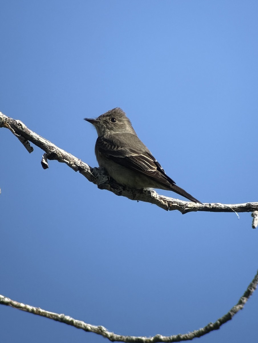 Western Wood-Pewee - ML657788220