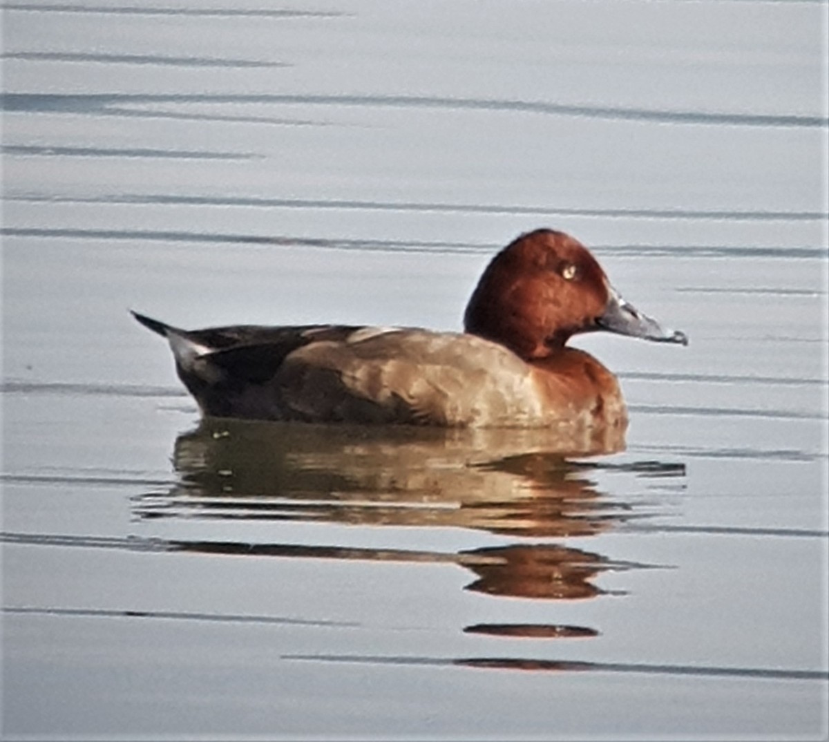 Ferruginous Duck - ML657788221
