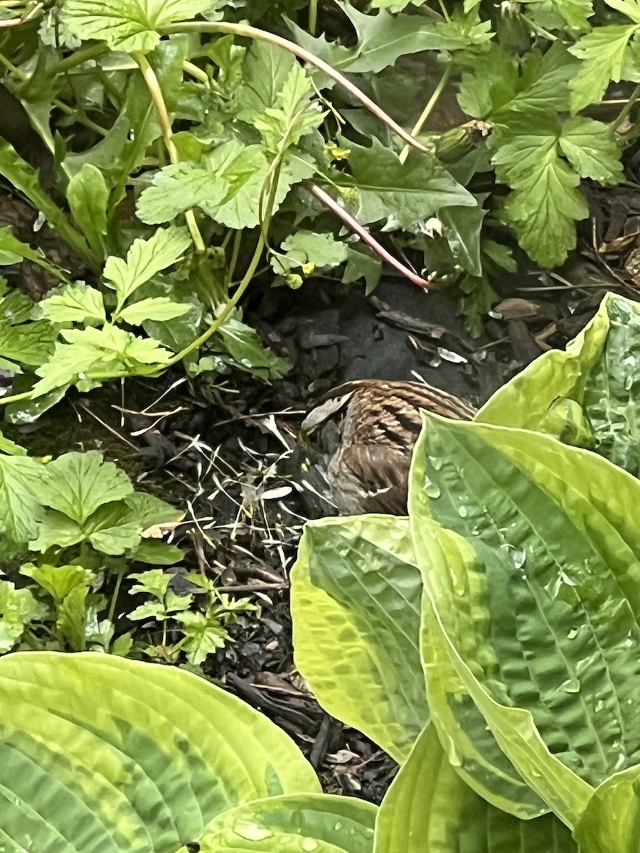 White-throated Sparrow - ML657788222