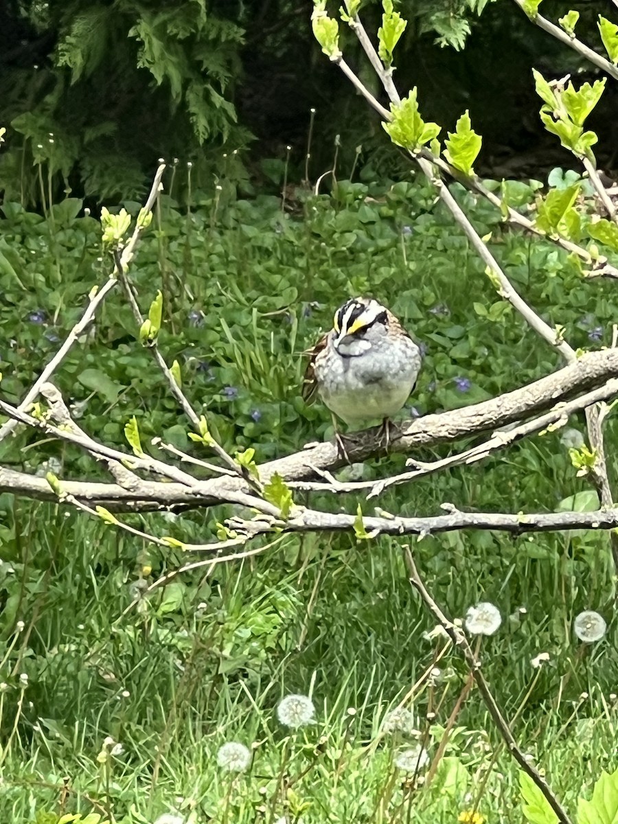 White-throated Sparrow - ML657788223